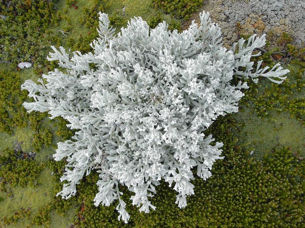 Patagonien