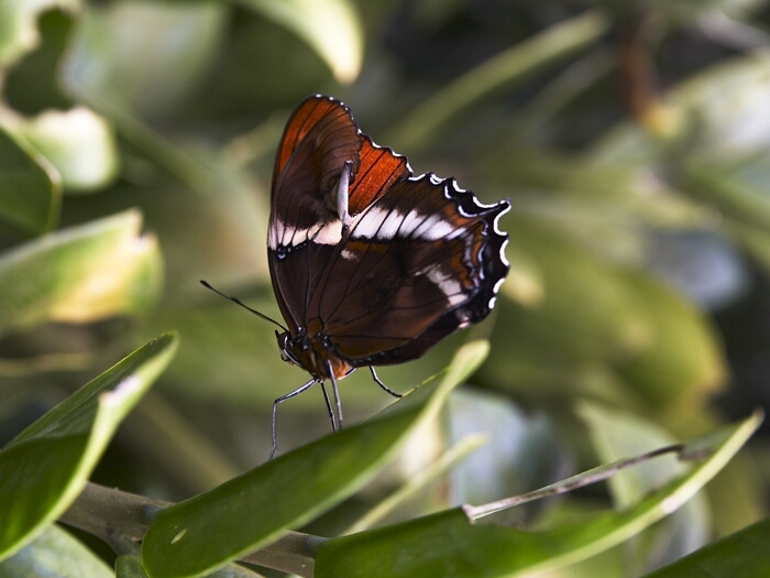 Papillorama Kerzers