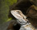 Vivarium