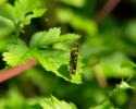 Schmetterling