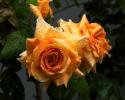 Regenrose