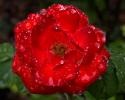 Regenrose II