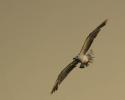 Fliegen
