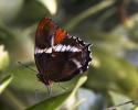 Papillorama Kerzers
