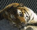 Der Tiger