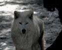 Der Wolf