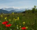 Bergsommer