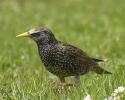 Ein Ostervogel