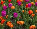 Blumenmeer