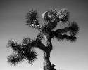 Joshua Tree