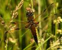 Libelle